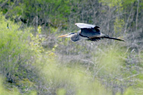 Great Blue Heron in Flight thumbnail