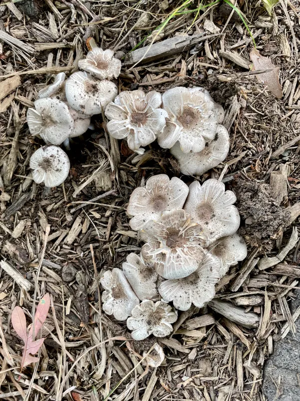 mushrooms that resemble blooming flowers thumbnail