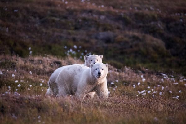 Curious young polar bears cubs thumbnail