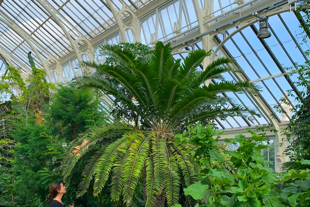 Woman standing next to very large green plant