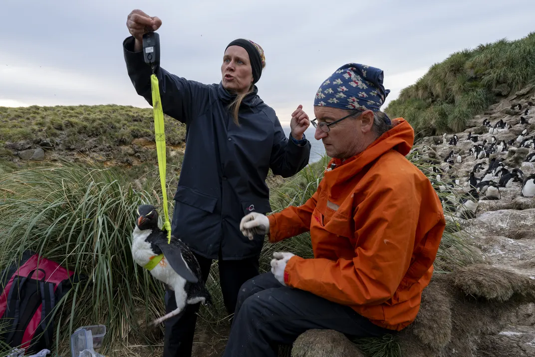 Quillfeldt and Masello check a rockhopper’s weight. The birds typically weigh between 4.5 and 9 pounds, depending on the time of year.
