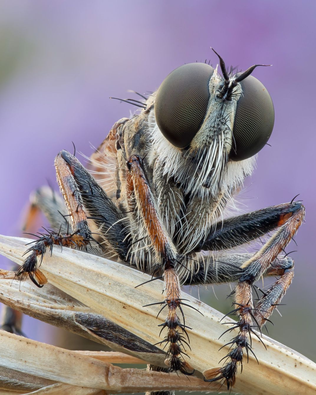 a close-up of the front of a fly's face and its legs holding onto a plant in front of a blurred purple flower