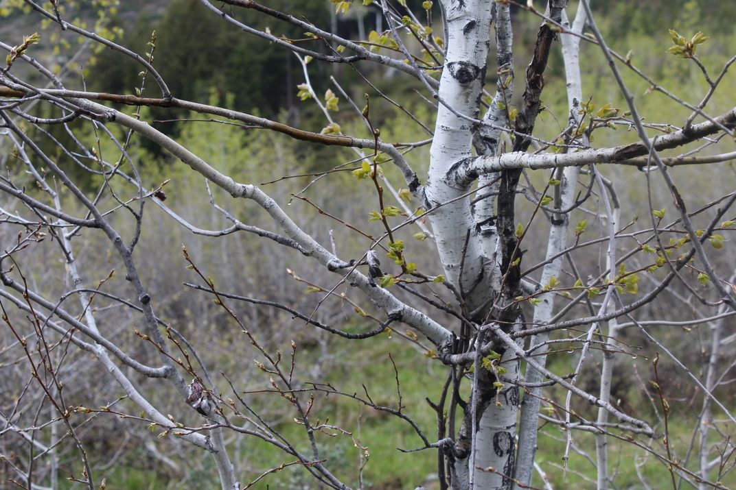 Quivering Aspen | Smithsonian Photo Contest | Smithsonian Magazine