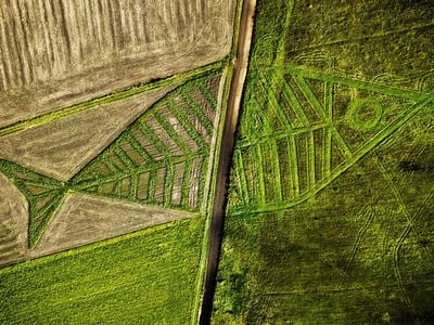 Artist Jaroslaw Koziara grew different types of plants to create a fish "crop circle" between the Polish and Ukrainian border.
