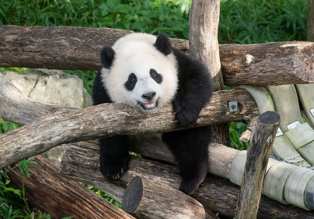 50 Panda Facts to Celebrate 50 Years of Giant Pandas at the Smithsonian's  National Zoo | Smithsonian Voices | National Zoo Smithsonian Magazine