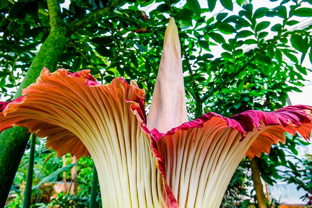 tall wrinkled flower with a tall spine in the middle of a ring of petals blooming in a greenhouse