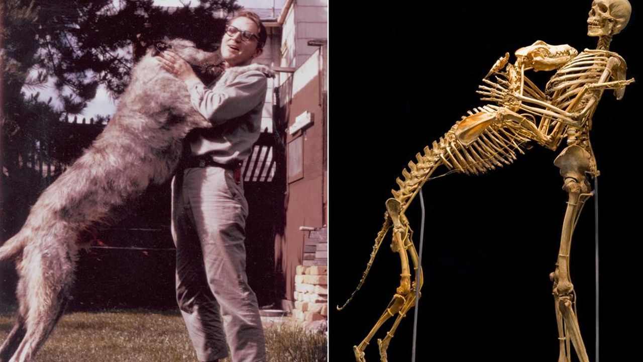 The Scientist Grover Krantz Risked It All. . .Chasing Bigfoot