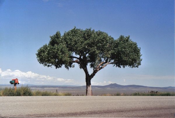 A tree on top of a plateu area South of Taos, New Mexico thumbnail