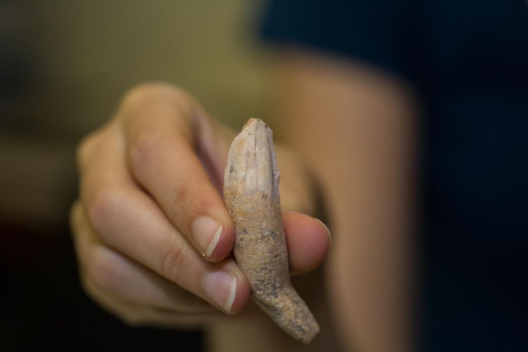 Bone in hand
