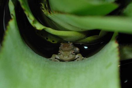 A pair of Scinax alcatraz frogs discreetly lay their eggs in a water-filled plant.