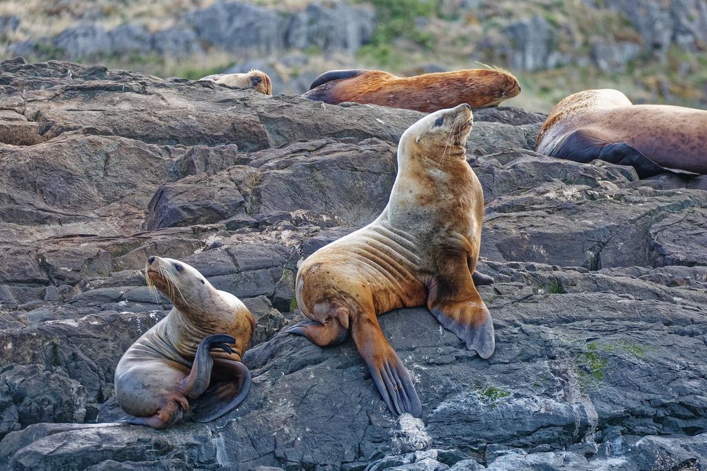 Steller sea lions sitting on rocks on the shore of Campbell River in British Columbia, Canada.