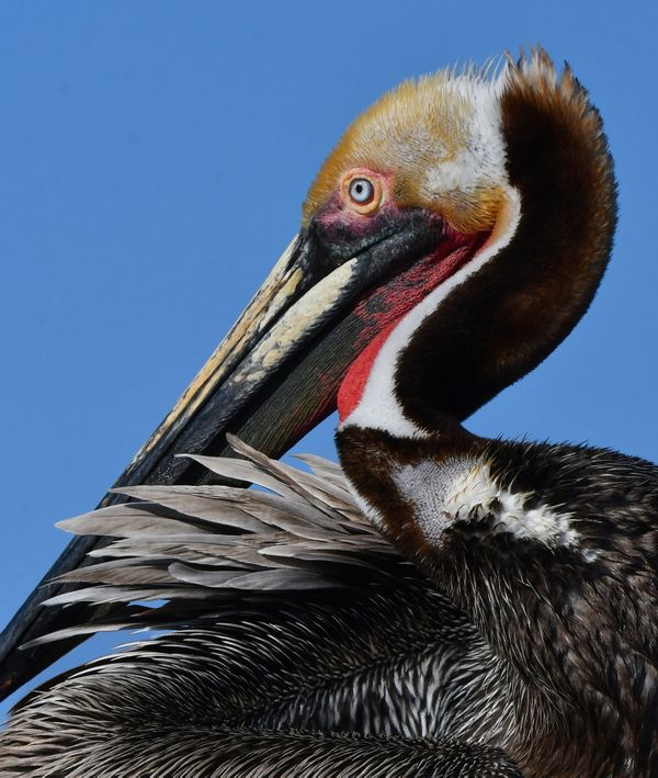 Brown Pelican with Red Pouch thumbnail