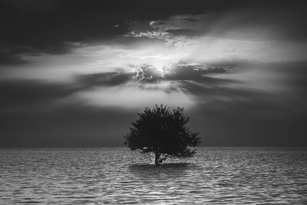 a single tree amid water with the sun partially obscured by clouds above. the image is in black and white