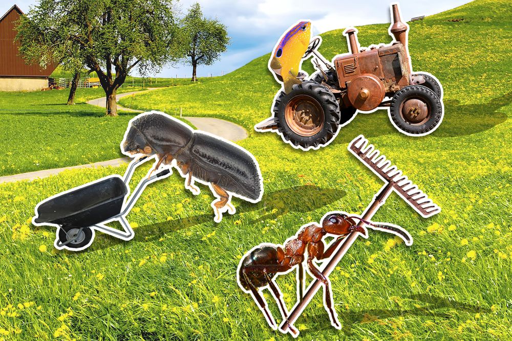 Illustration of Insect, Beetle and Fish a Farmers