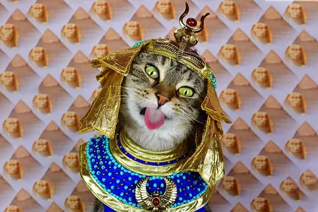 Writer and photographer Paul Koudounaris' new book, A Cat's Tale, finds his pet kitty, Baba, channeling famous and little-known felines from history.