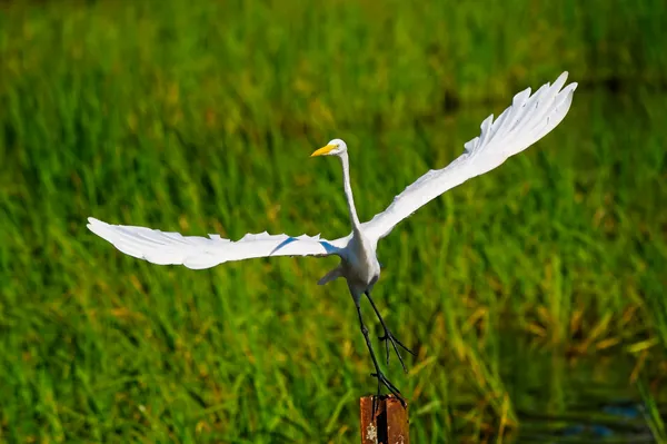 A Graceful Egret Takeoff thumbnail