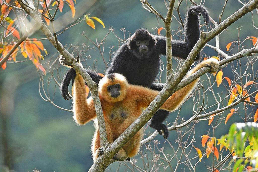 Two Hainan gibbons sit on a treebranch.