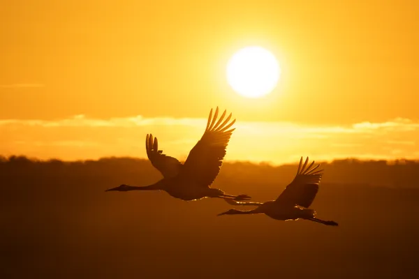 Morning sun and cranes thumbnail