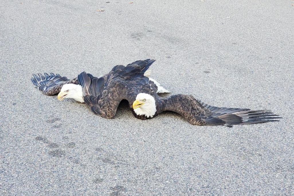 A pair of balg eagles laying flat on the ground with thier wings outstretched. They appear to be entangled.