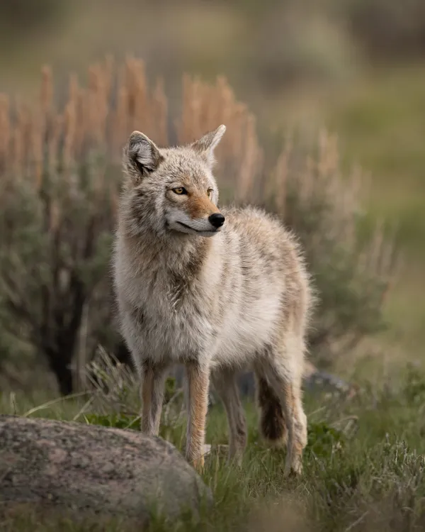 Song Dog at Sunset thumbnail