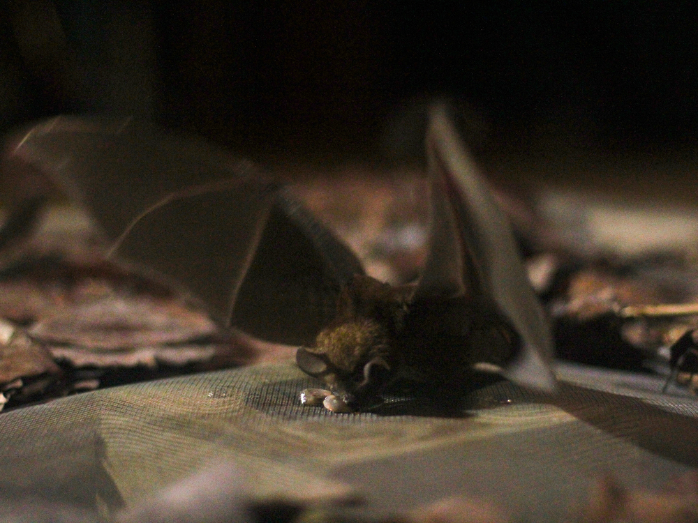 Bat lands on a speaker to collect a baitfish reward