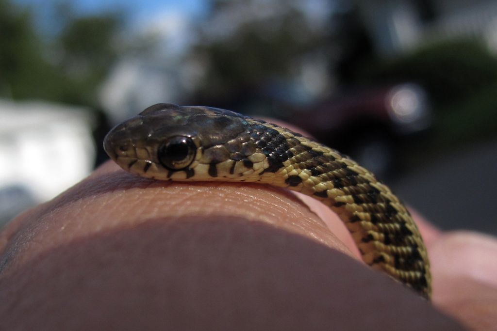 baby garter snake