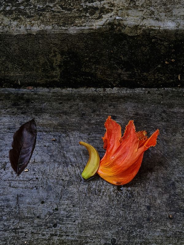 Fallen African Tuliptree flower and leaf on a walkway. thumbnail