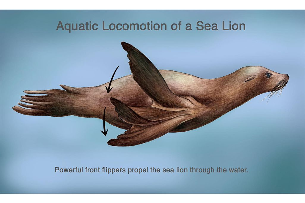 sealionfinal[1].jpg