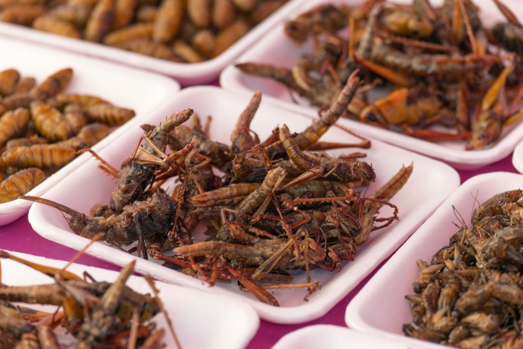 Close-up shot of insects in small bowls