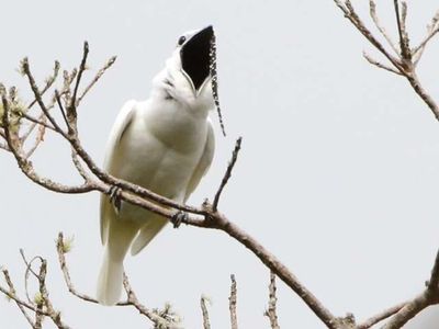 A male white bellbird screaming its mating call.