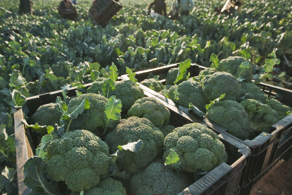 Crates of broccoli