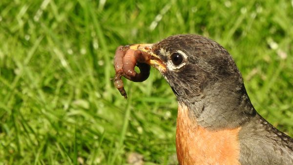 Mother Robin with a Worm thumbnail