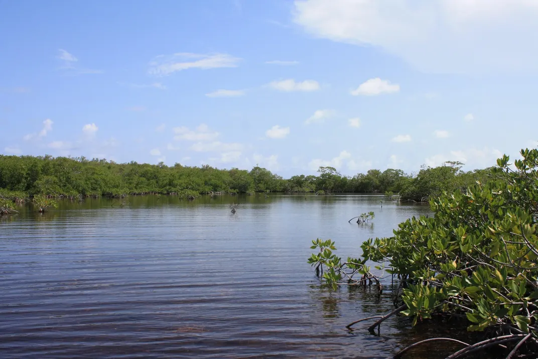 A body of water surrounded by trees.