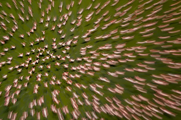 Vortex of Wings thumbnail