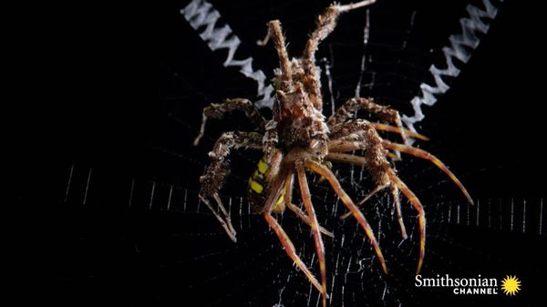 Preview thumbnail for Yes, Spiders Eat Spiders