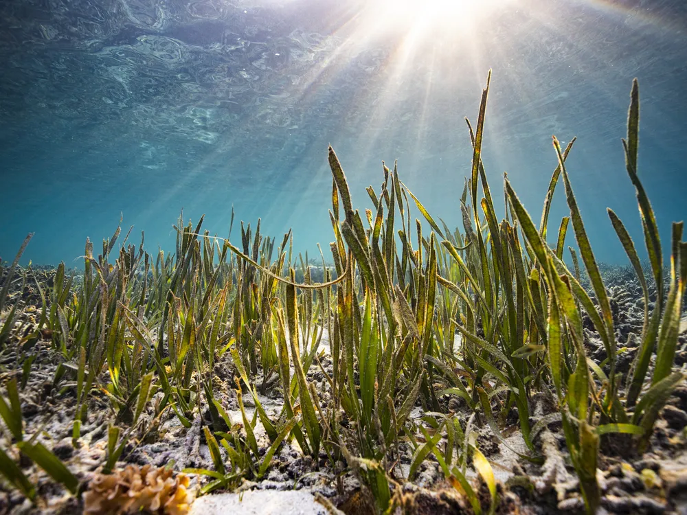 Human Pee Might Just Be the Key to Saving Seagrass, Innovation