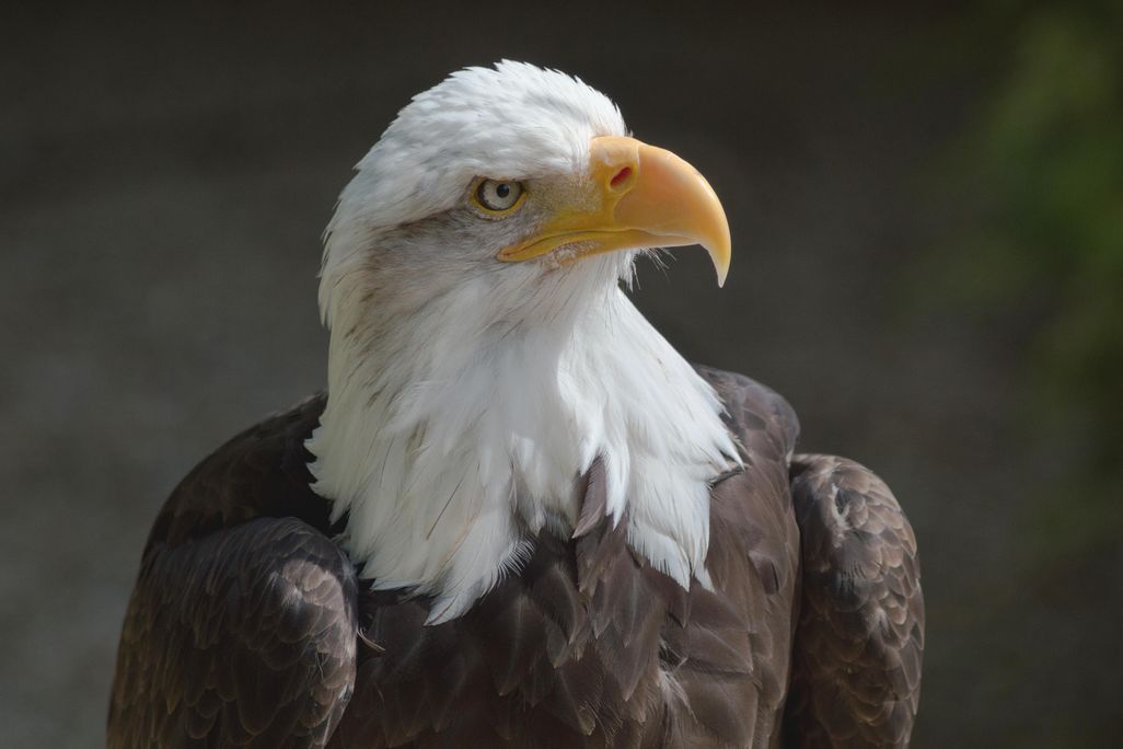 A photo of and eagle looking to the side. It has a white feathered head with a yellow beak and brown feathered body.  