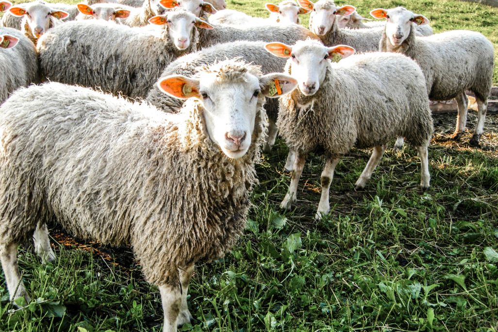 sheep