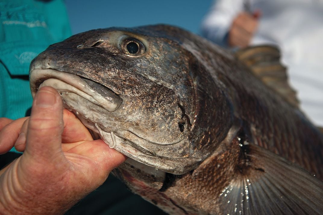 a close up detail of a redfish
