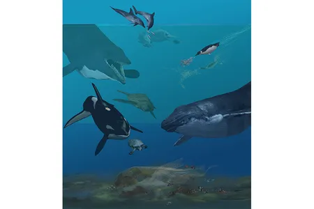 The oceans are teeming with tetrapods—“four-legged” birds, reptiles, mammals and amphibians—that have repeatedly transitioned from the land to the sea, adapting their legs into fins. 