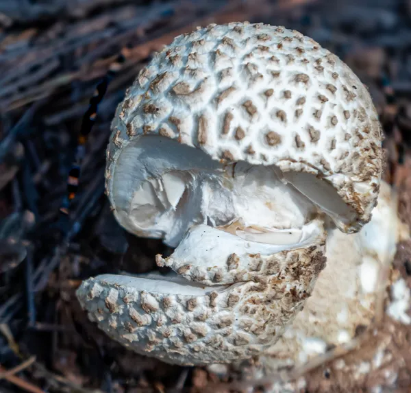 Unique Abstact Mushroom thumbnail