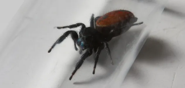 Spider 631x300.jpg