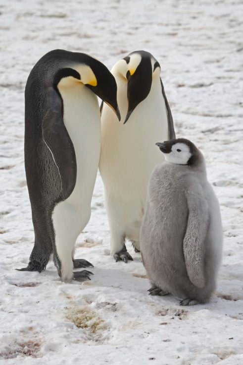 Two adult emperor penguins with one chick
