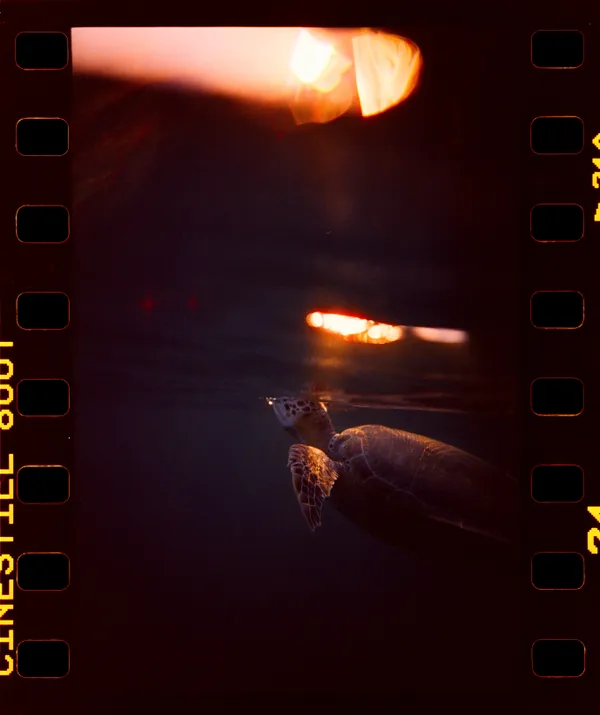 Golden Glow with the Sea Turtle thumbnail