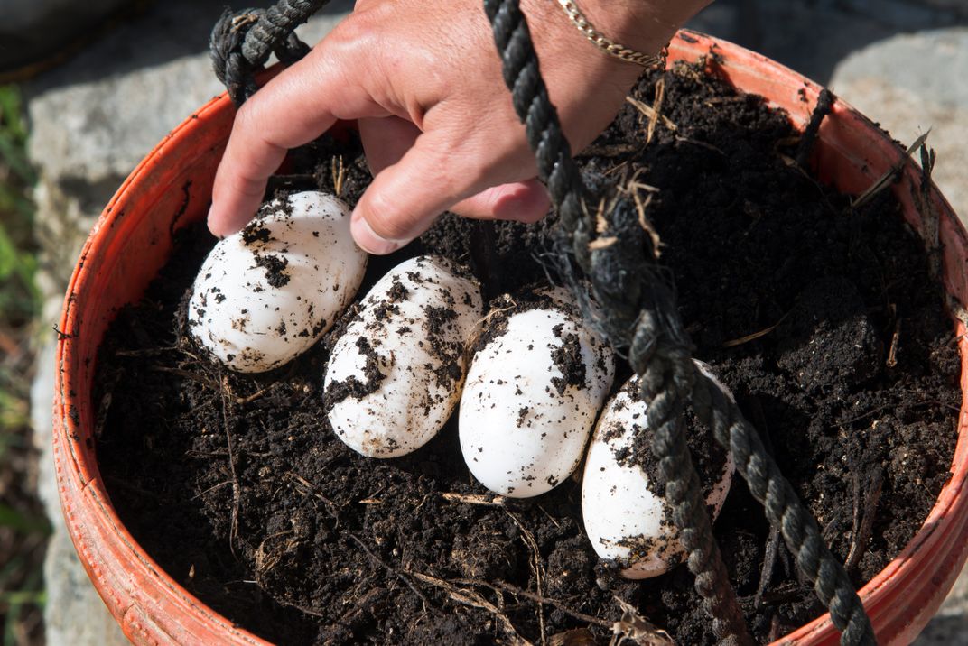 Crocodile eggs will be incubated