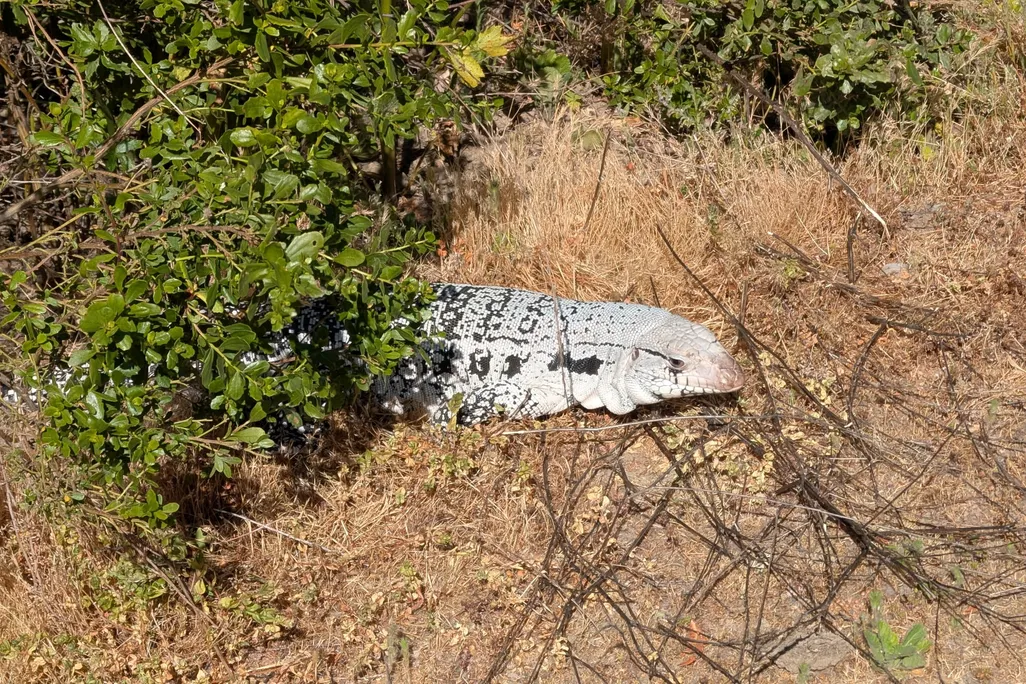 White and black lizard in bushes and grass