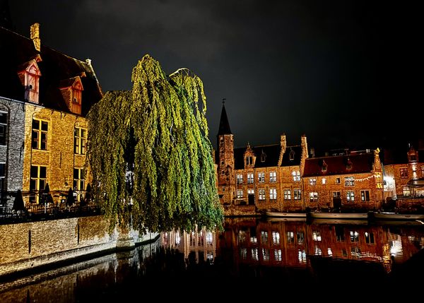 The Majestic Tree at the Heart of Bruges thumbnail