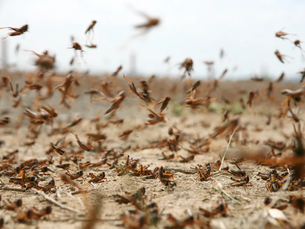 A close-up, hovering just a few inches above the ground, of dozens of locusts sitting in the dirt or flying in the air. The landscape is dry and dusty, with hardly any vegetation other than dead grass or dirt.