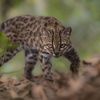 Meet the Adorable and Tiny Tilcayo, the First Brand-New Cat Species Identified in More Than a Century icon