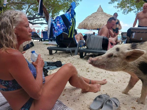 Curacao Beach Mama Pig Asking for Water thumbnail